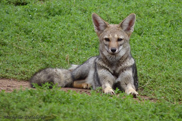 Los comportamientos de la fauna durante el invierno